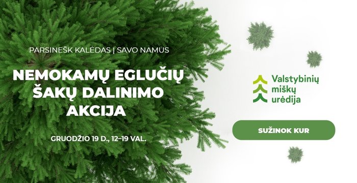 Šį ketvirtadienį miškininkai nemokamai dalins eglės šakas – prasideda akcija „Parsinešk Kalėdas į...