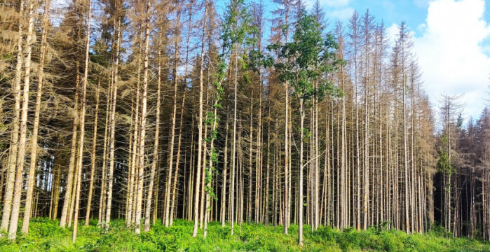 Miško savininkai raginami pasirūpinti savo eglynais